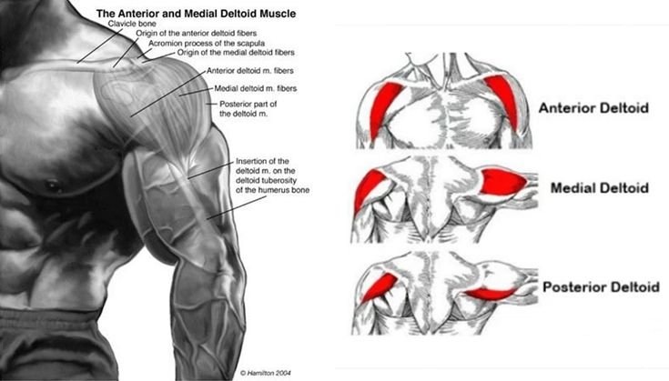 Anatomy of the Anterior Deltoid