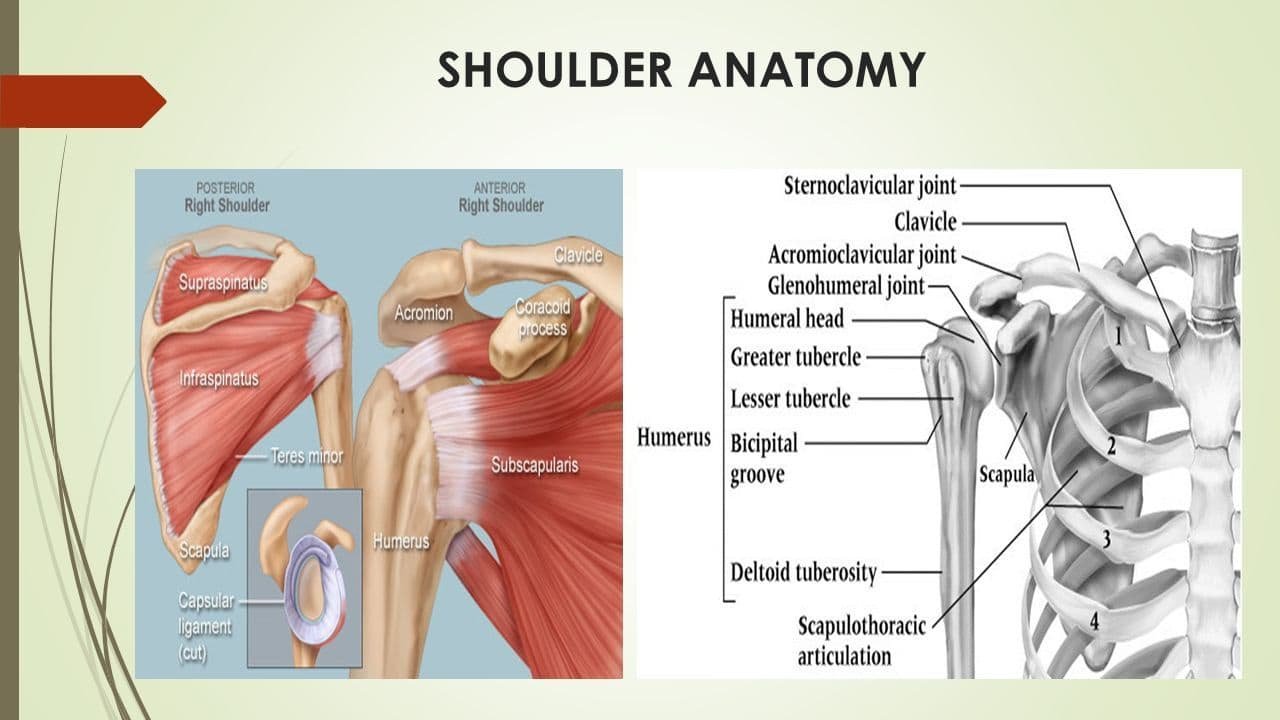 Front Shoulder Anatomy