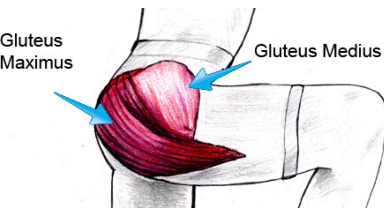 Importance of Lower Glute Development