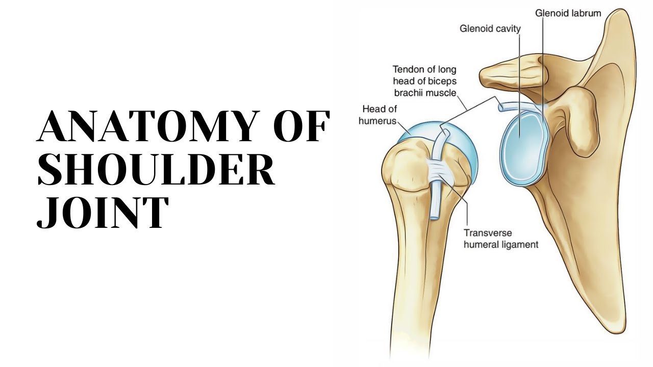 Shoulder Tendon Gliding