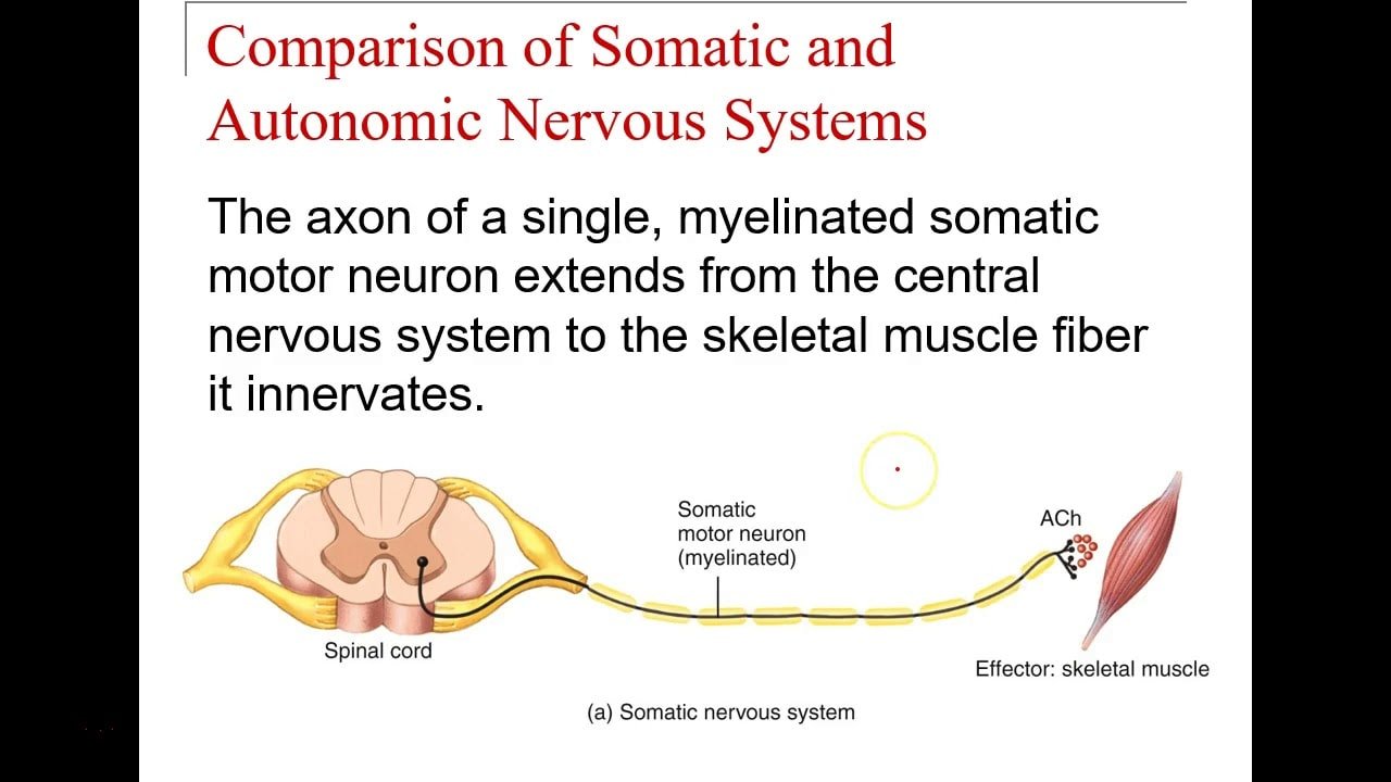 Understanding Somatic Exercises