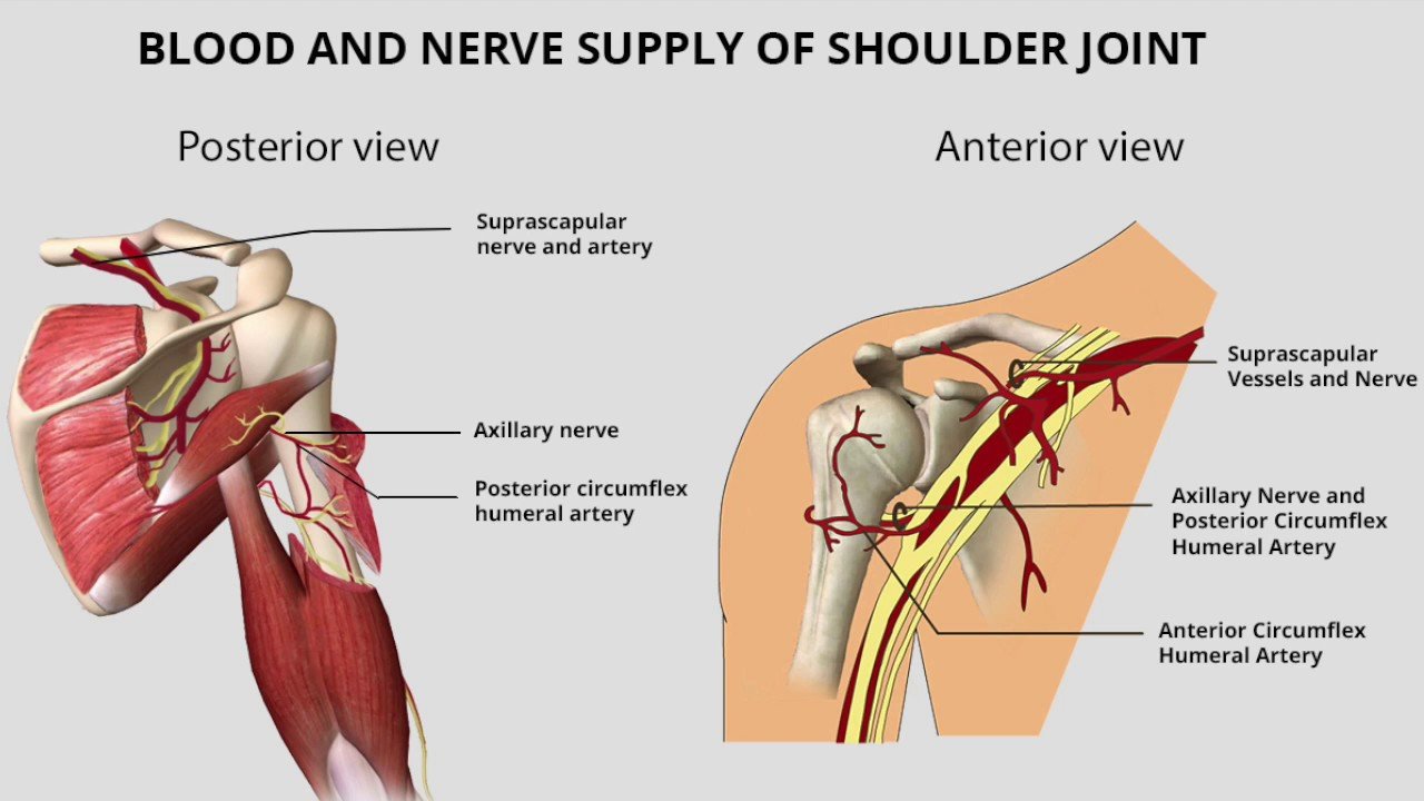the Shoulder Anatomy