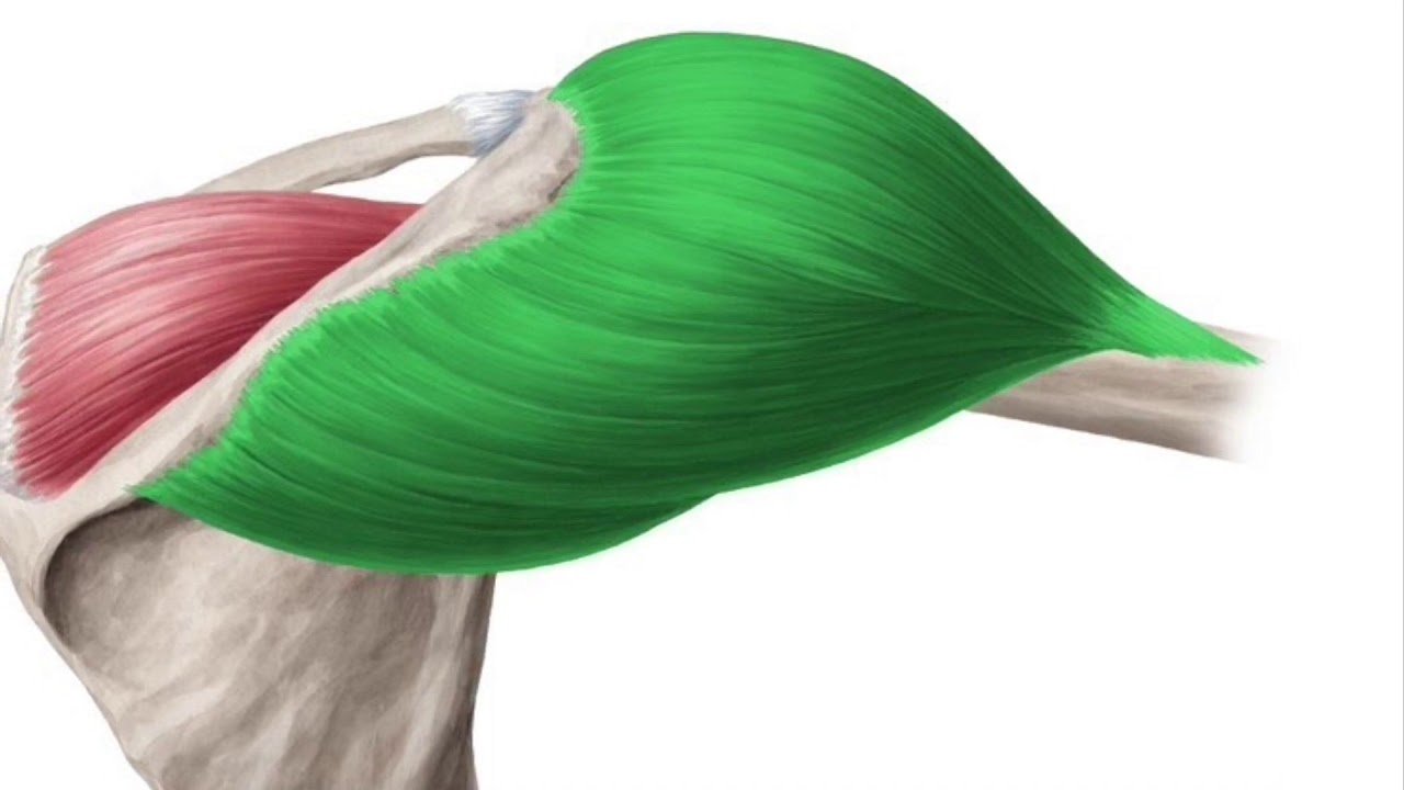 Anatomy of the Rear Deltoids