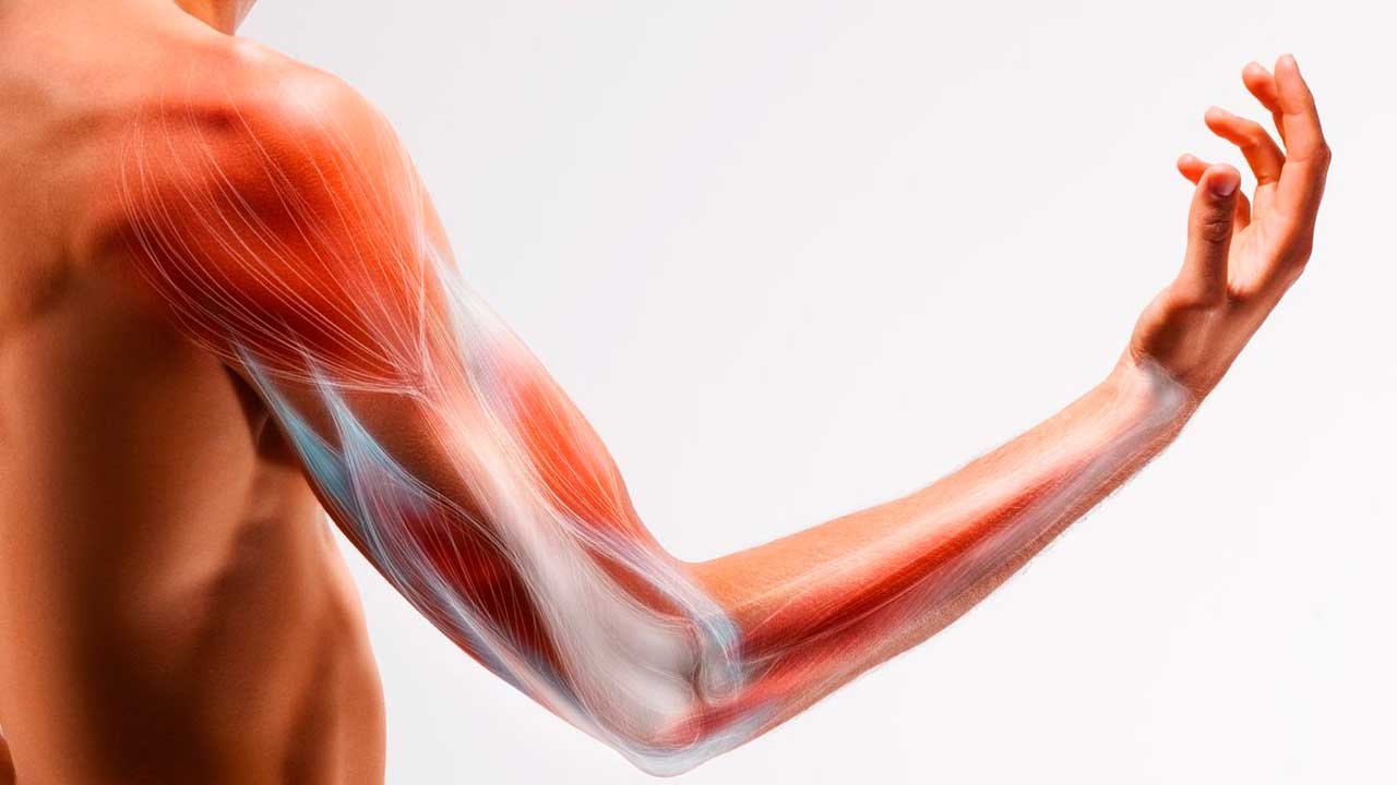 Constant Tension on Muscles