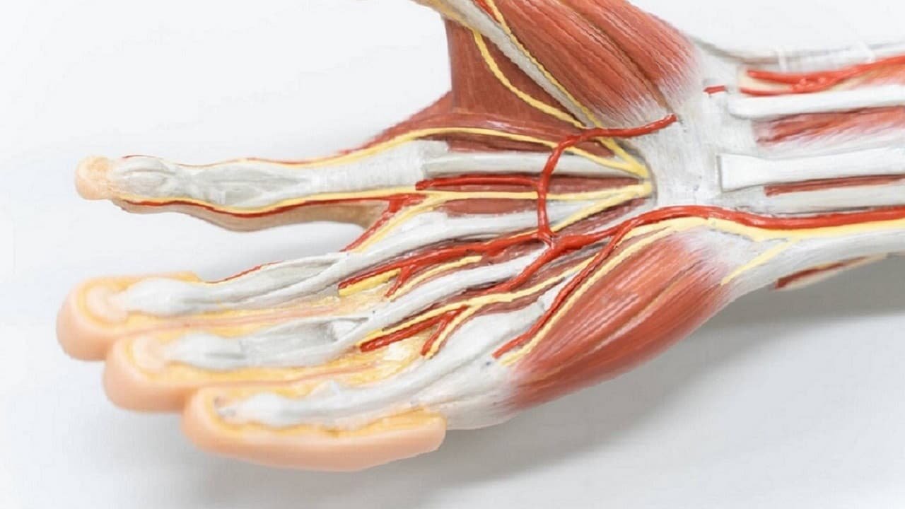 Flexor Tendon Injuries: