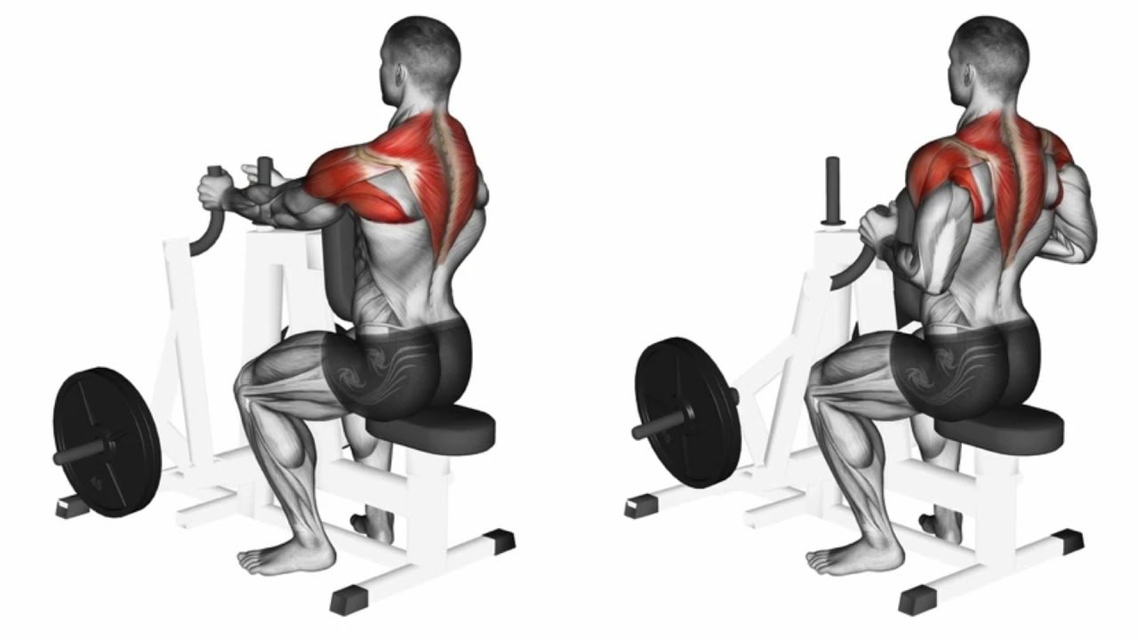 Seated Cable Rows