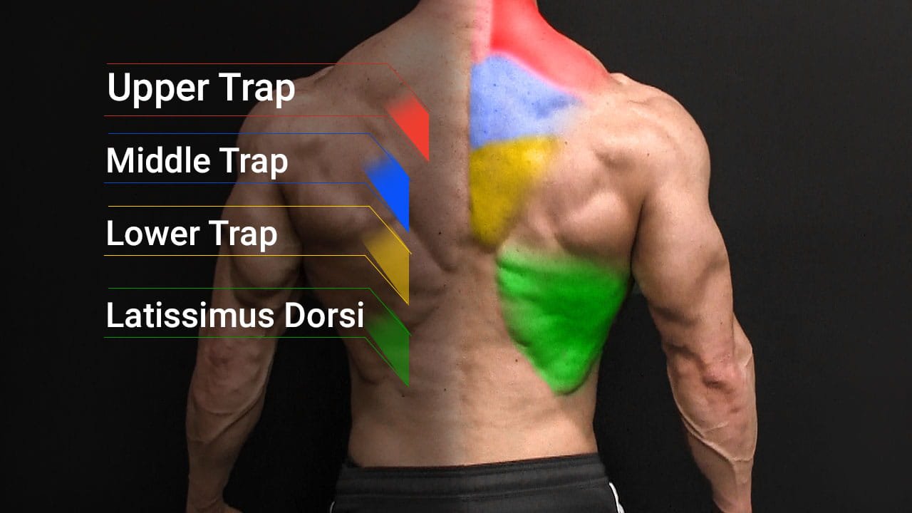 Understanding the Anatomy of the Back