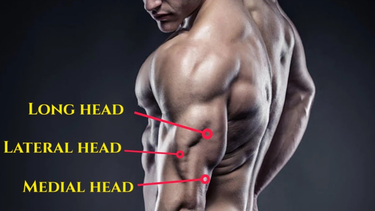 Best Tricep Exercises for Long Head