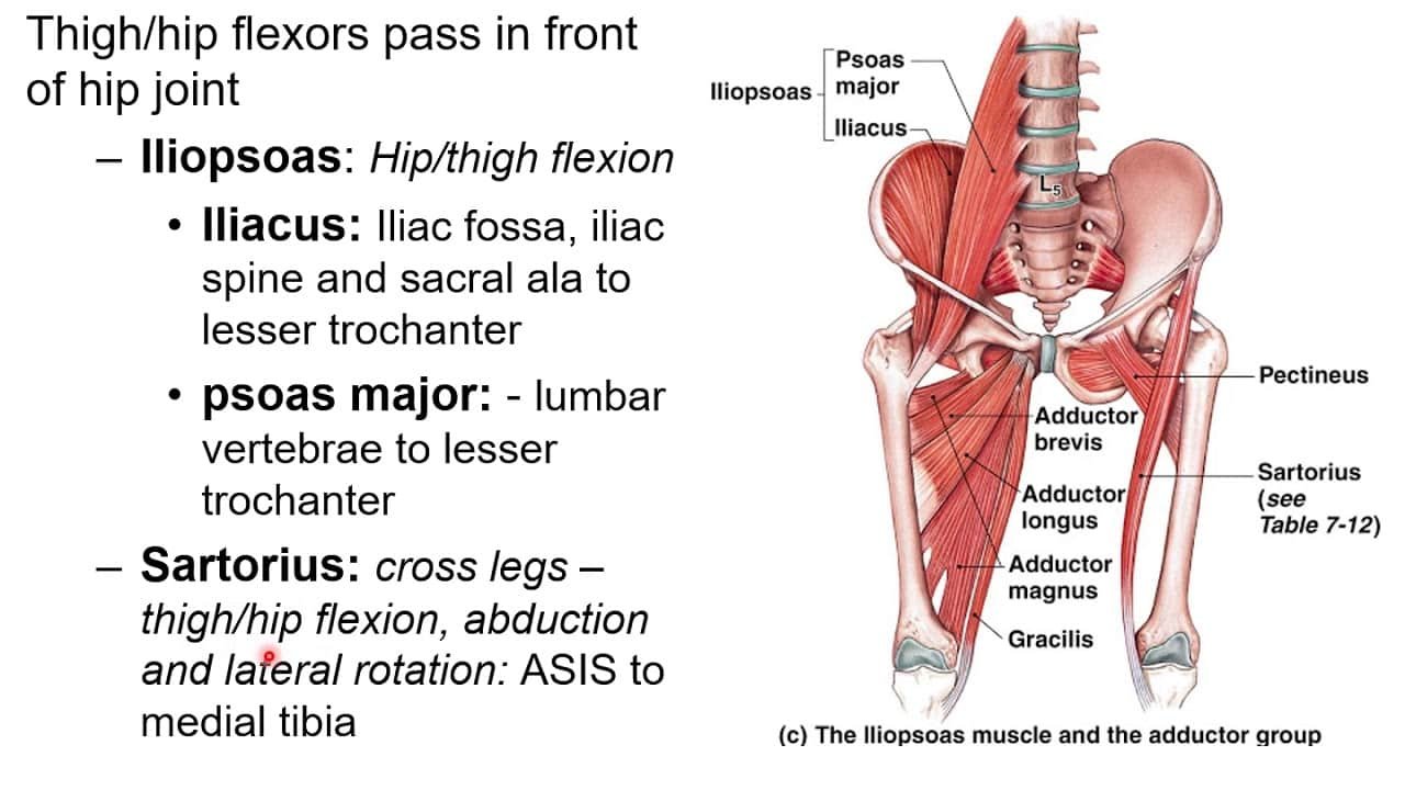 Adductor Muscles Exercises