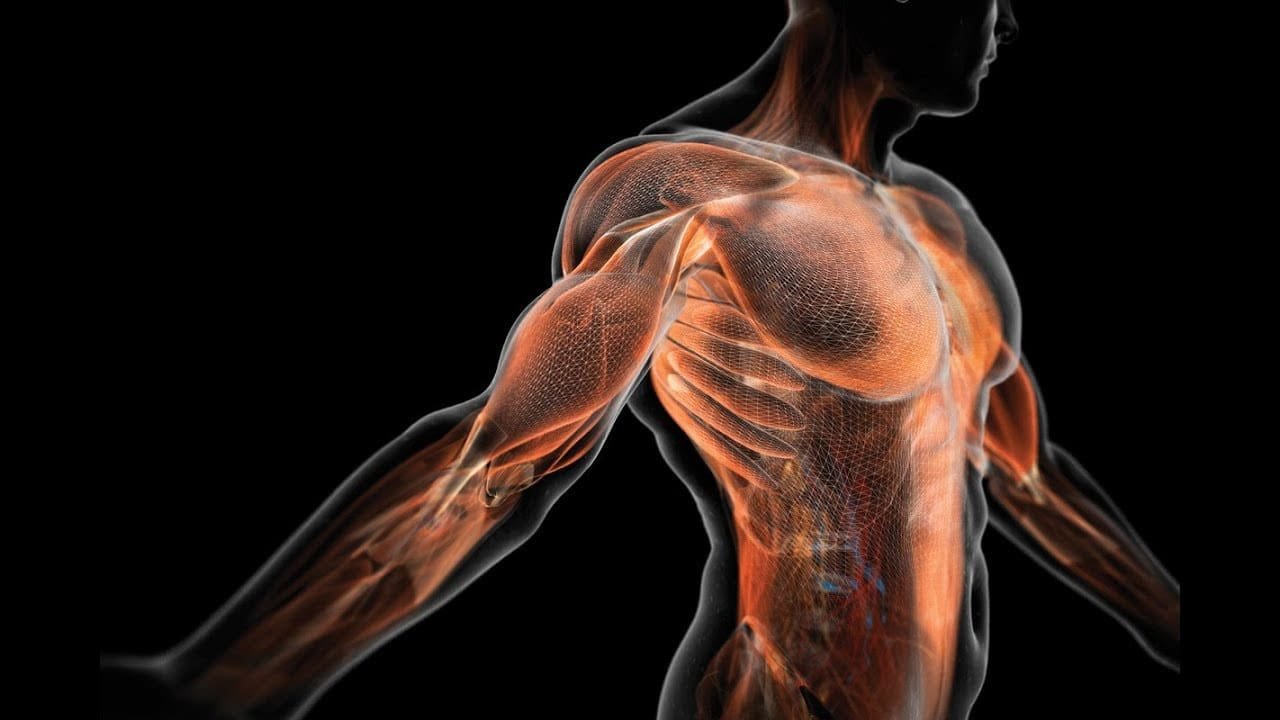 Single Cable Chest Workout mrknock.com