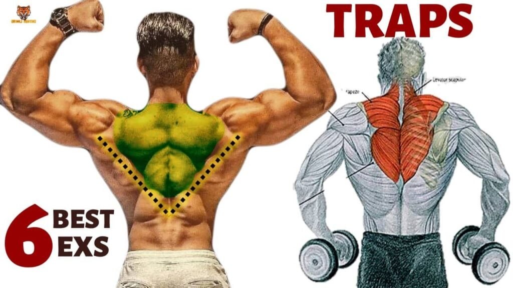 Lower Trap Workout mrknock.com