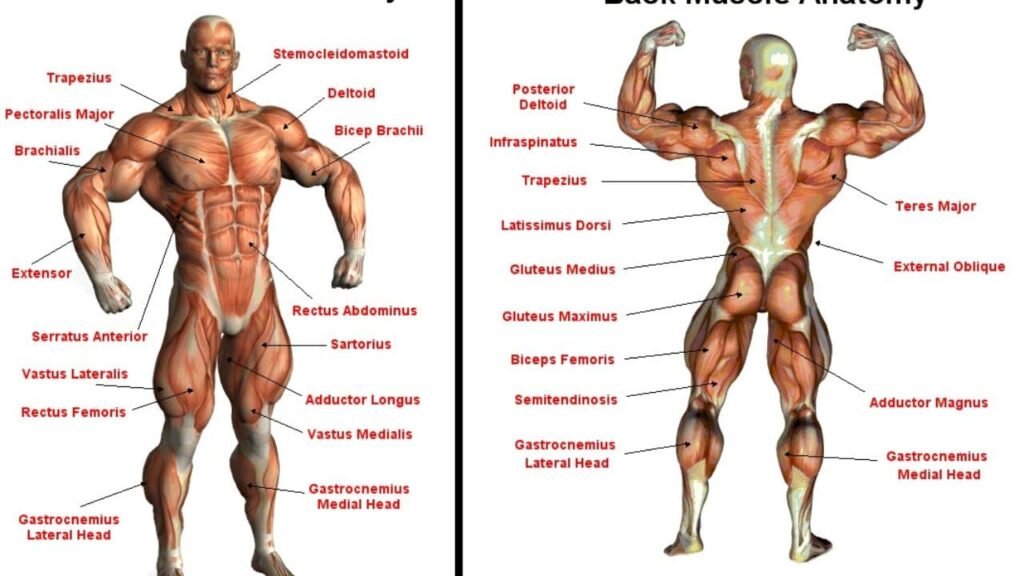 Strength Training Anatomy mrknock.com